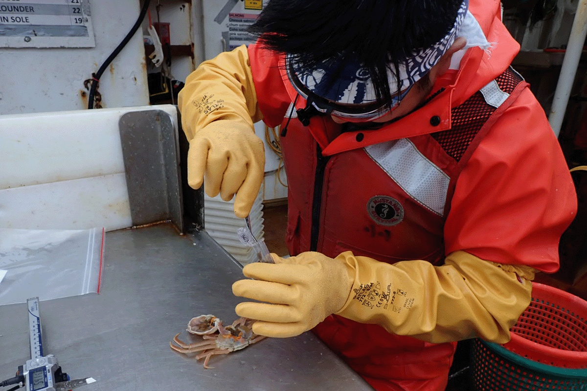 Reyn Yoshioka dissecting a crab